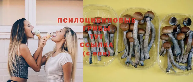 Галлюциногенные грибы Psilocybine cubensis  Челябинск 